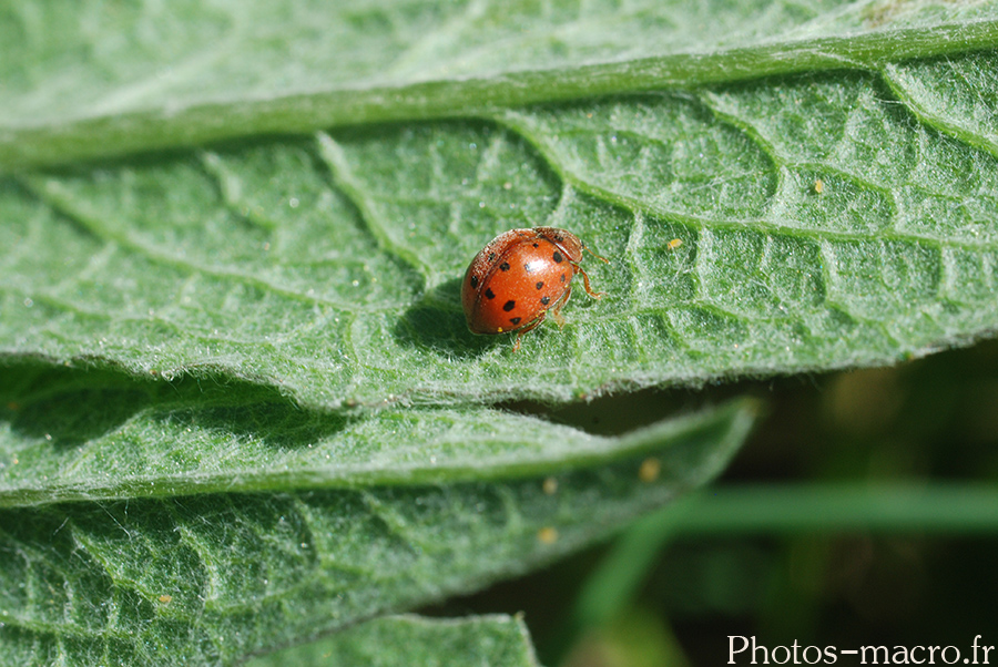 Subcoccinella vigintiquatuorpunctata